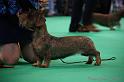 Crufts2011_2 1417